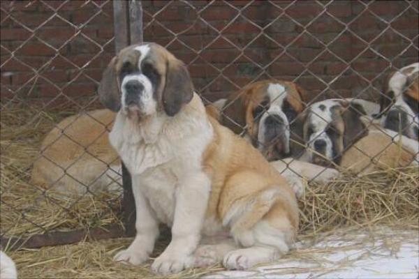 养100只肉狗能赚多少钱?养肉狗的成本和利润