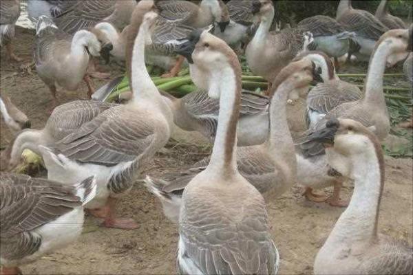 养1000只鹅一年能赚多少钱?养鹅的成本及利润分析