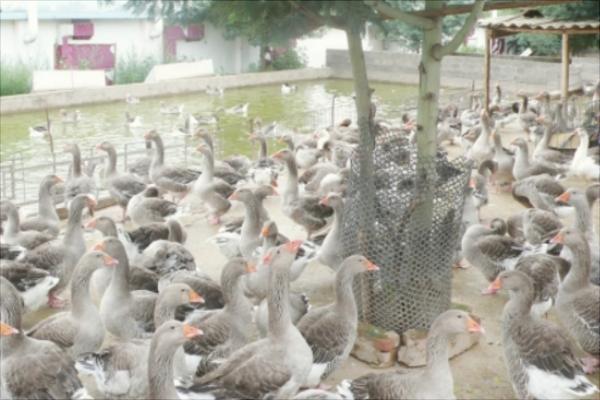 养1000只鹅一年能赚多少钱?养鹅的成本及利润分析