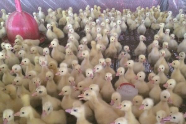 养1000只鹅一年能赚多少钱?养鹅的成本及利润分析