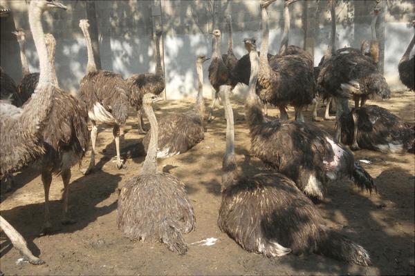 养100只鸵鸟的利润是多少?养鸵鸟的成本和利润