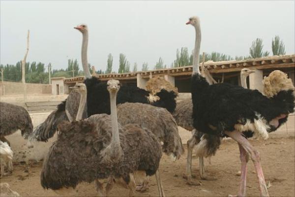 养100只鸵鸟的利润是多少?养鸵鸟的成本和利润