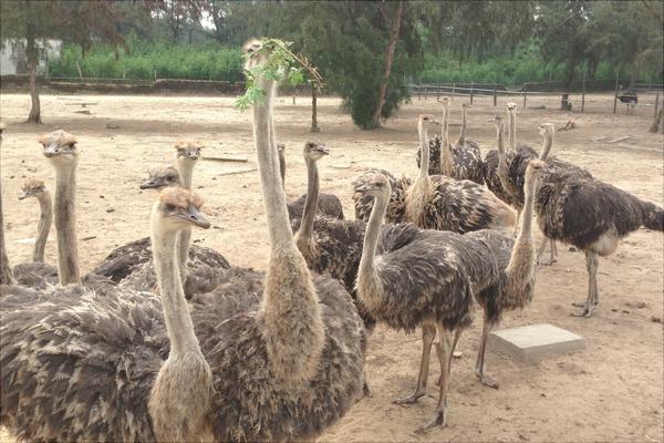 养100只鸵鸟的利润是多少?养鸵鸟的成本和利润