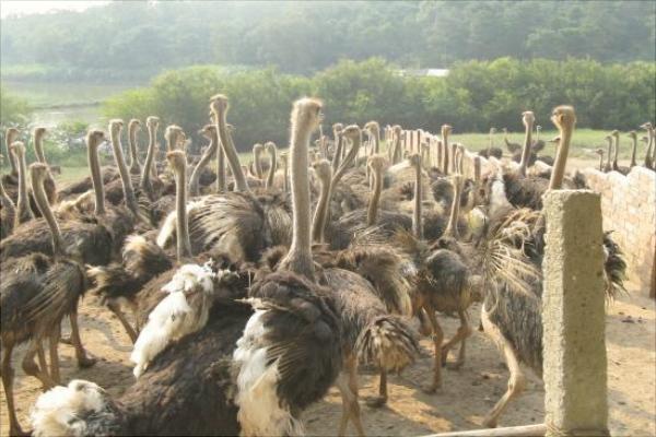 养100只鸵鸟的利润是多少?养鸵鸟的成本和利润