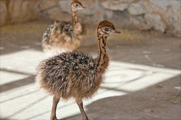 养100只鸵鸟的利润是多少?养鸵鸟的成本和利润