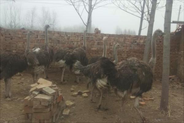 养100只鸵鸟的利润是多少?养鸵鸟的成本和利润