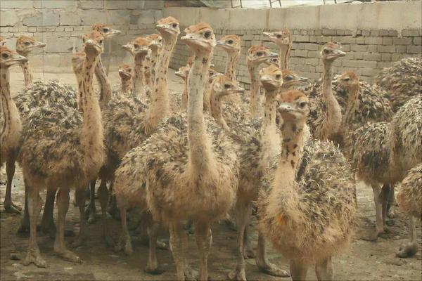 养100只鸵鸟的利润是多少?养鸵鸟的成本和利润