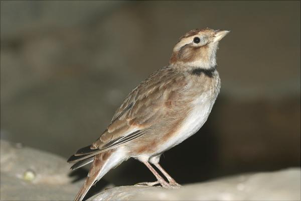 鹌鹑怎么分公母?