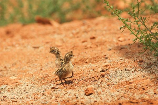 鹌鹑怎么分公母?