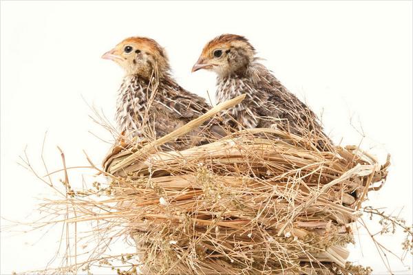 鹌鹑怎么分公母?