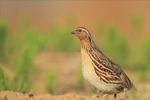 鹌鹑怎么分公母?
