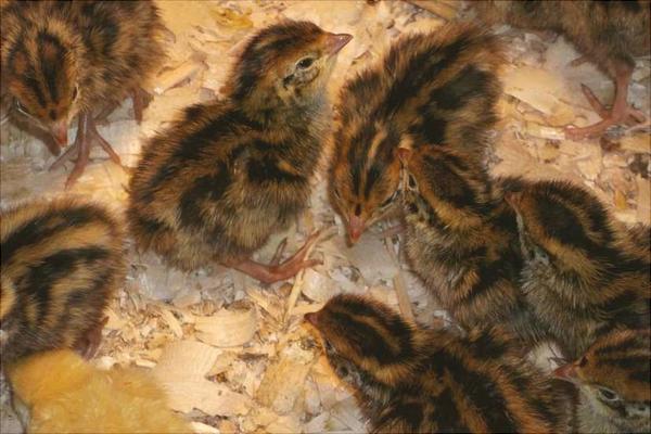 鹌鹑怎么分公母?