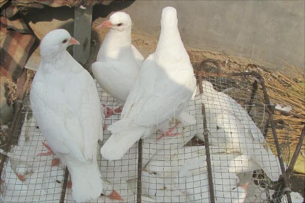 鹌鹑和鸽子的区别是什么?