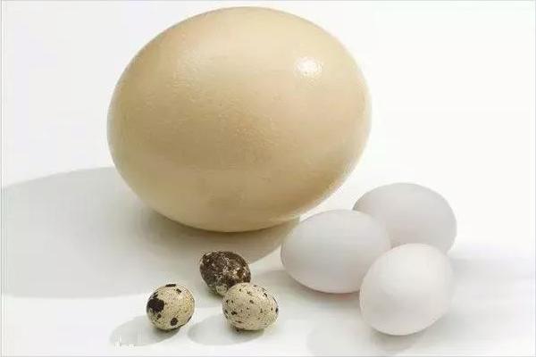 鹌鹑和鸽子的区别是什么?