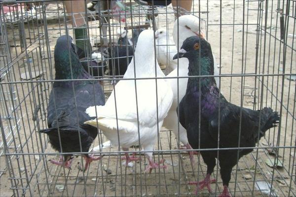 鹌鹑和鸽子的区别是什么?