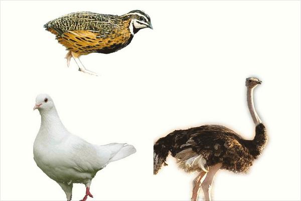 鹌鹑和鸽子的区别是什么?