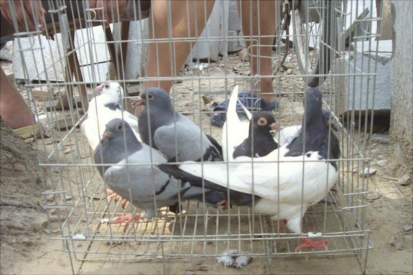 鹌鹑和鸽子的区别是什么?