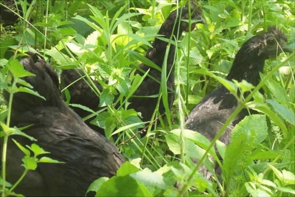 绿壳蛋鸡哪个品种好?