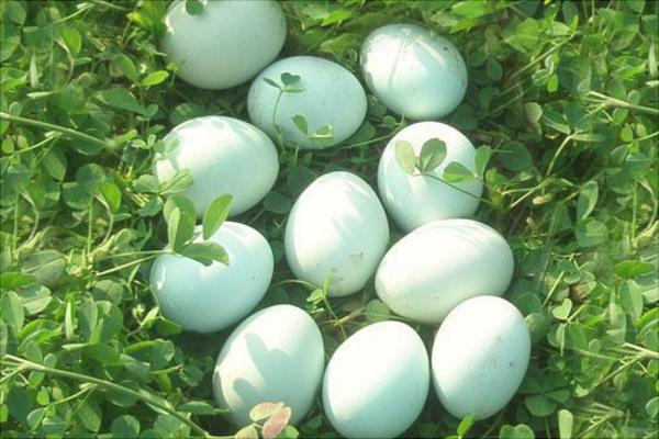 绿壳蛋鸡哪个品种好?