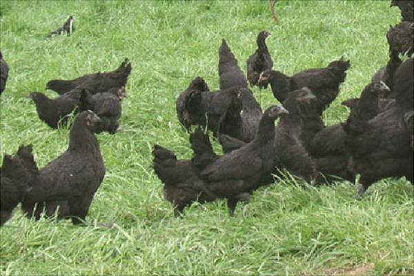 绿壳蛋鸡哪个品种好?