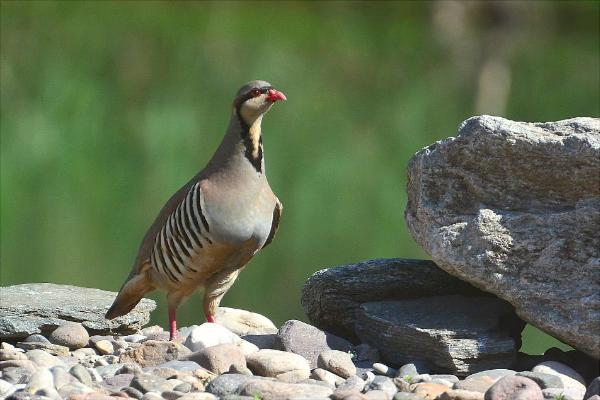 鹧鸪价格多少钱一只?
