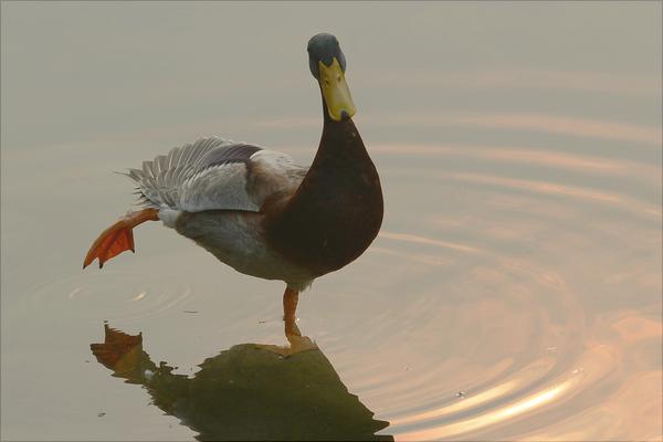 野鸭怎么做好吃?