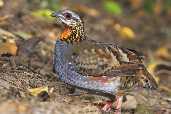 鹧鸪价格多少钱一只?