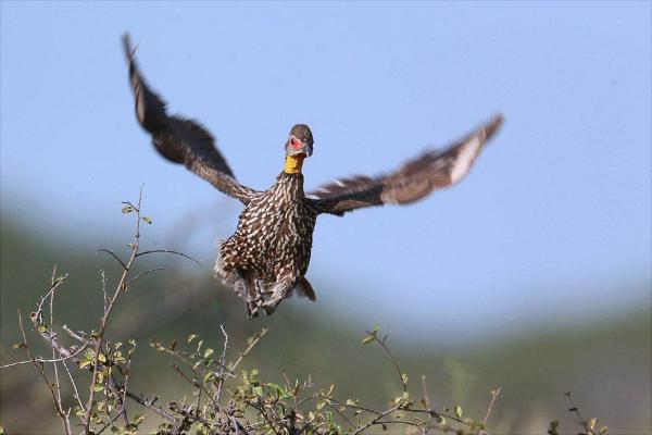 鹧鸪价格多少钱一只?