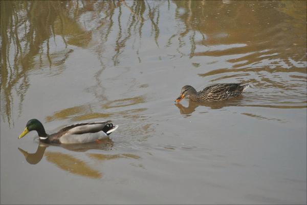 野鸭怎么做好吃?