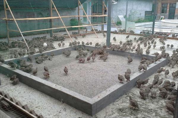 鹧鸪价格多少钱一只?