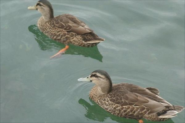 野鸭怎么做好吃?