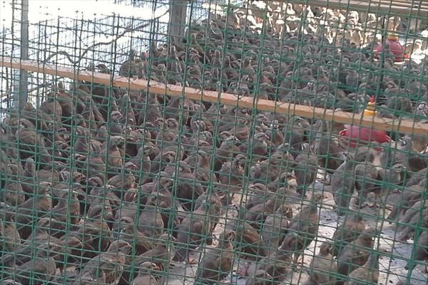 鹧鸪价格多少钱一只?