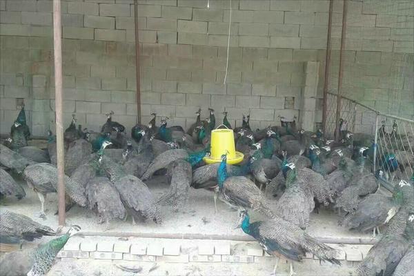 鹧鸪价格多少钱一只?