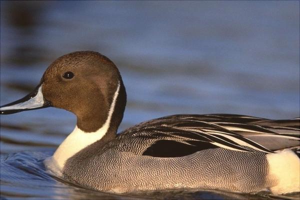 野鸭怎么做好吃?