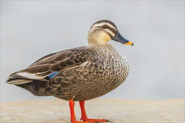 野鸭怎么做好吃?