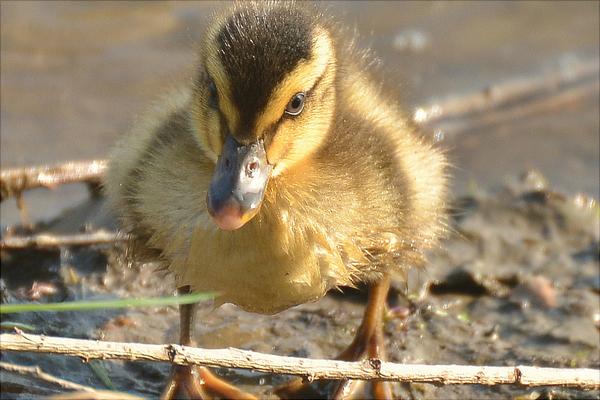 野鸭是保护动物吗?