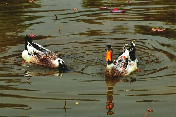 野鸭是保护动物吗?