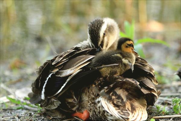 野鸭是保护动物吗?