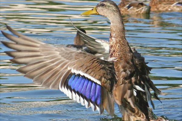 野鸭是保护动物吗?