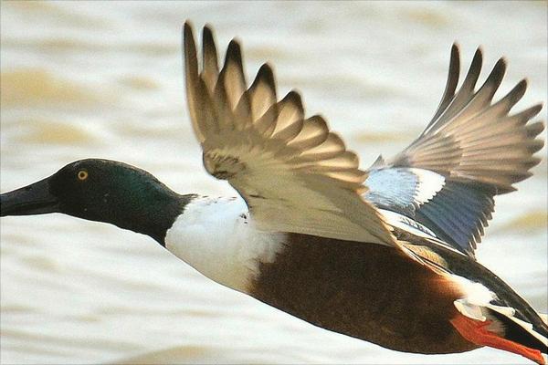 野鸭是保护动物吗?