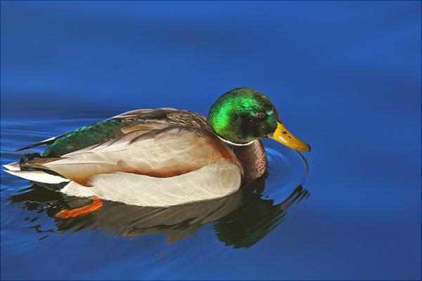 野鸭是保护动物吗?