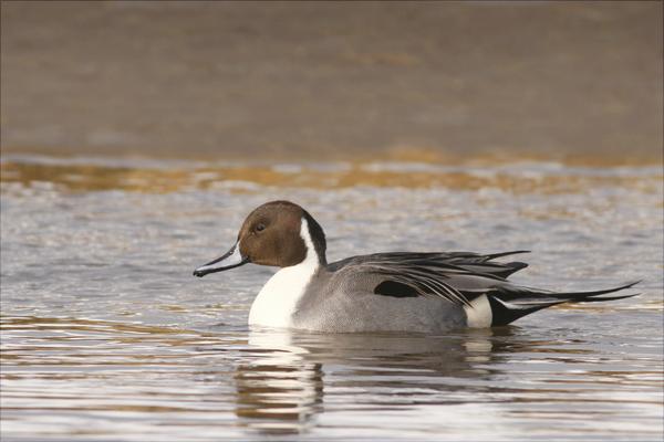 野鸭是保护动物吗?
