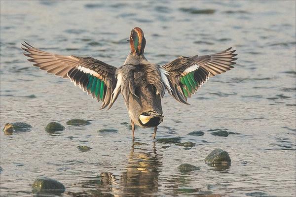 野鸭是保护动物吗?