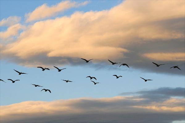 大雁南飞是什么季节?大雁为什么往南飞?