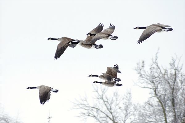 大雁南飞是什么季节?大雁为什么往南飞?