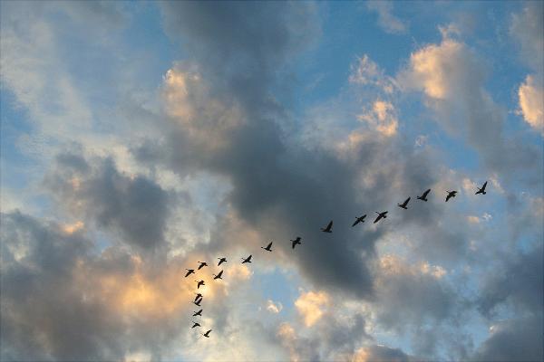 大雁南飞是什么季节?大雁为什么往南飞?