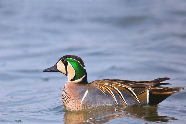 野鸭是保护动物吗?