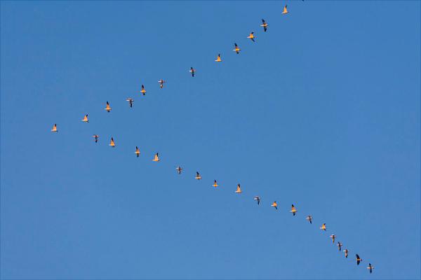 大雁南飞是什么季节?大雁为什么往南飞?