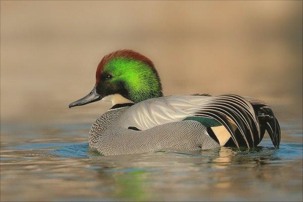 野鸭是保护动物吗?