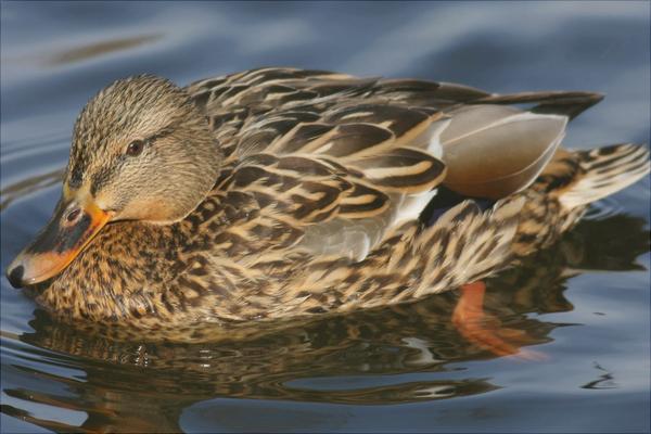 野鸭是保护动物吗?